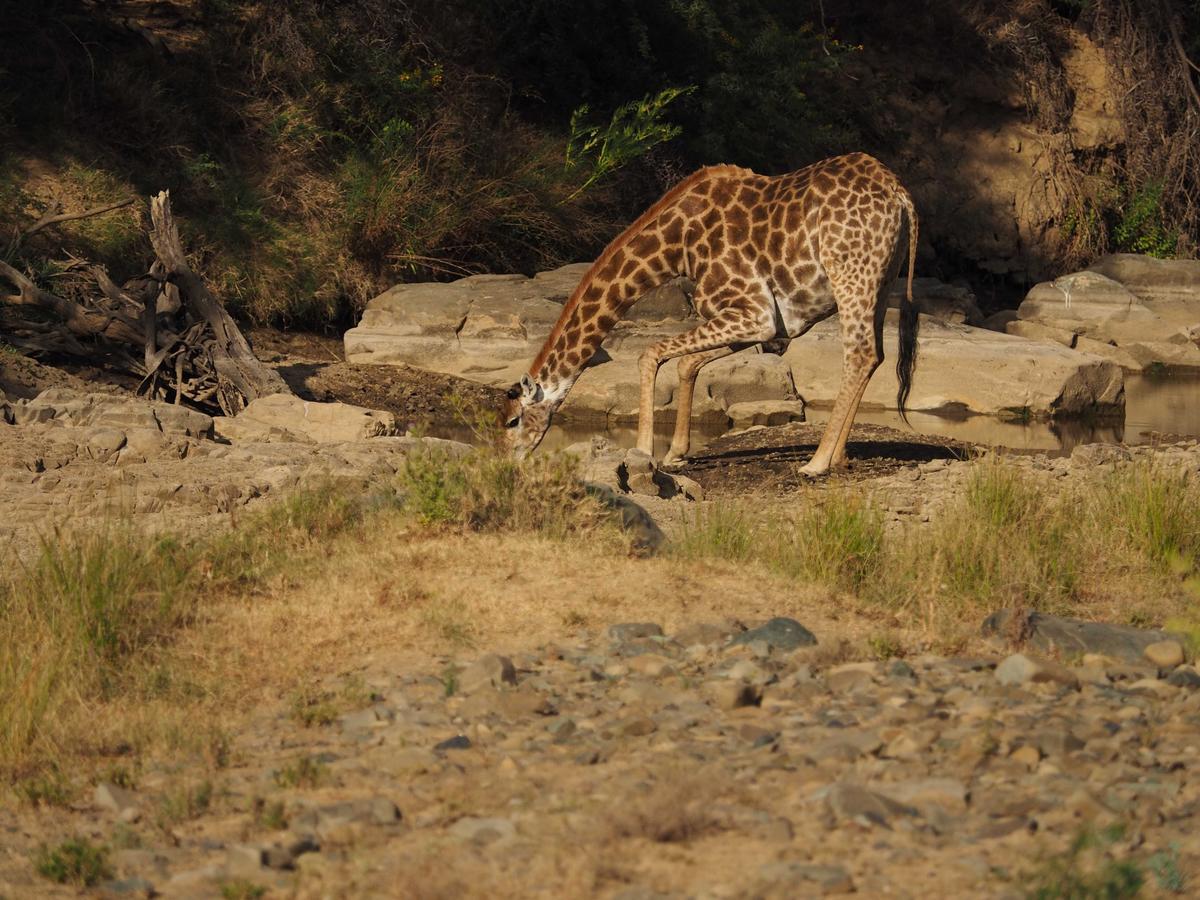 Koedoeskop Private Mountain Reserve Villa Waterford Bagian luar foto