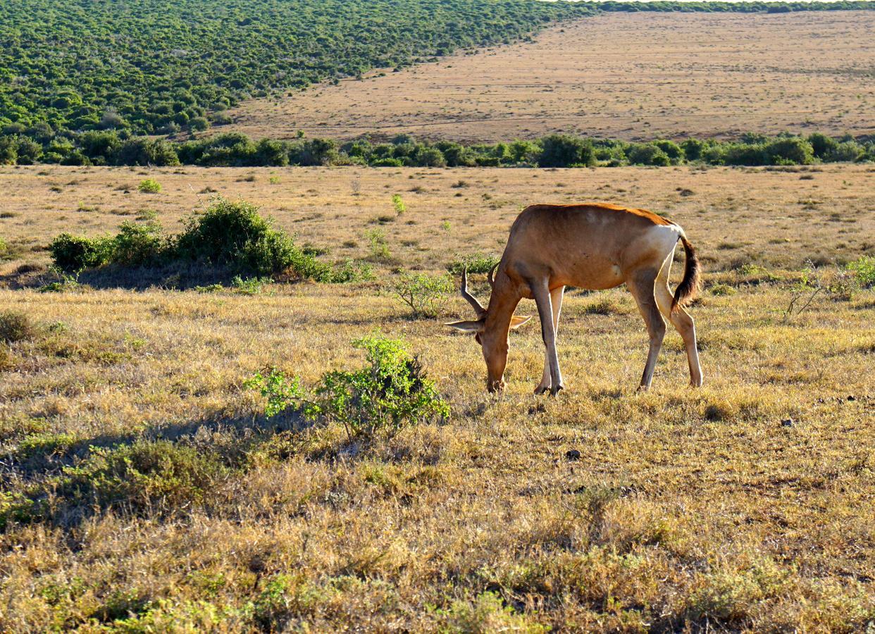 Koedoeskop Private Mountain Reserve Villa Waterford Bagian luar foto