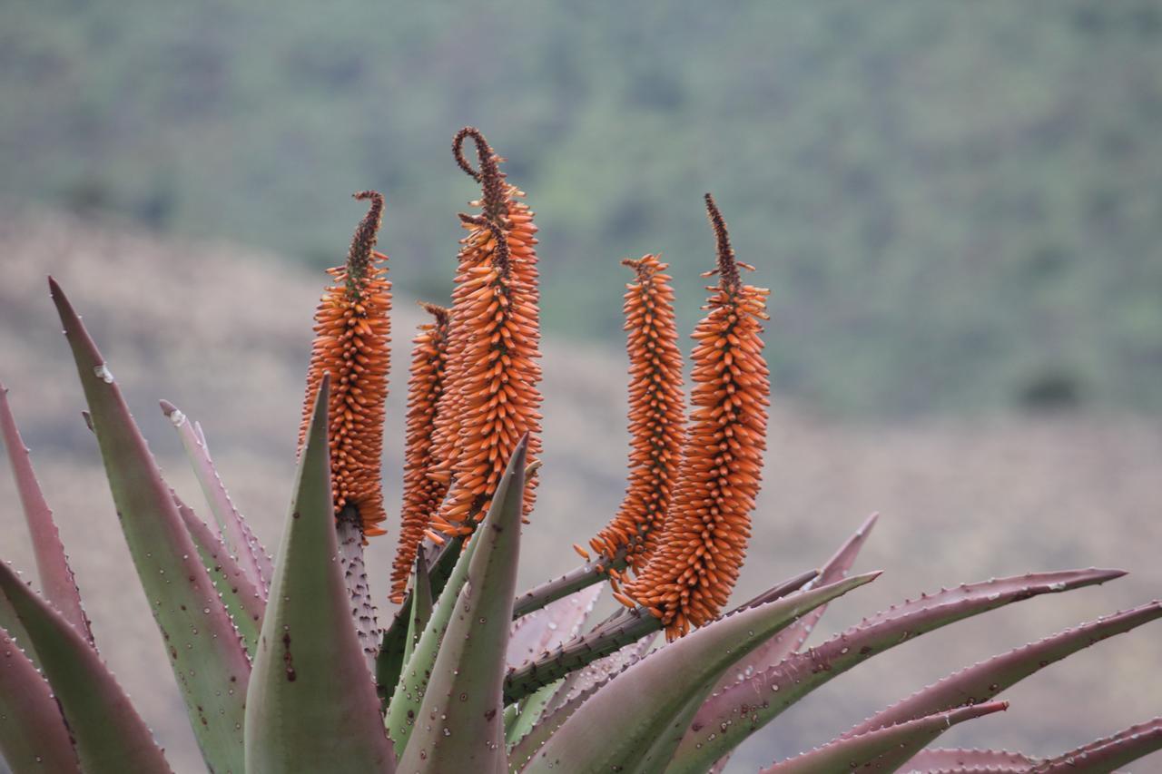 Koedoeskop Private Mountain Reserve Villa Waterford Bagian luar foto