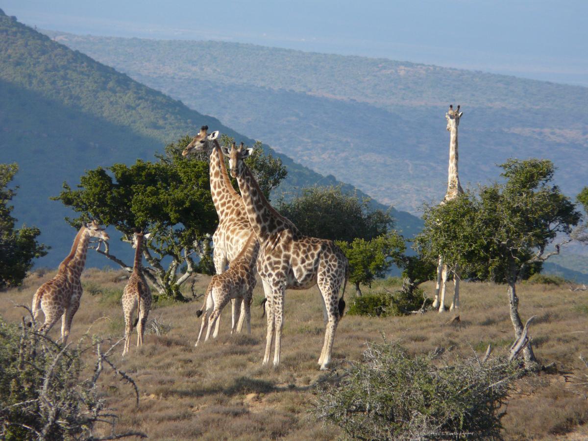 Koedoeskop Private Mountain Reserve Villa Waterford Bagian luar foto